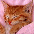 Saldus miegas katinelio